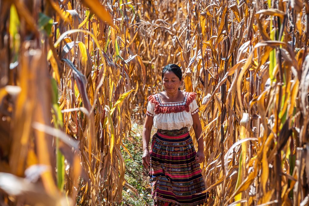 What is the global food crisis? W Guatemalan woman walks through fields of corn.