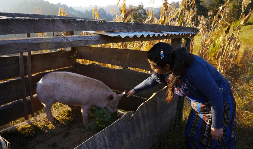 Guatemala, hunger, crisis, emergency education, migration