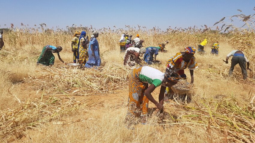 Global food crisis. Women gather crops in Burkina Faso. 