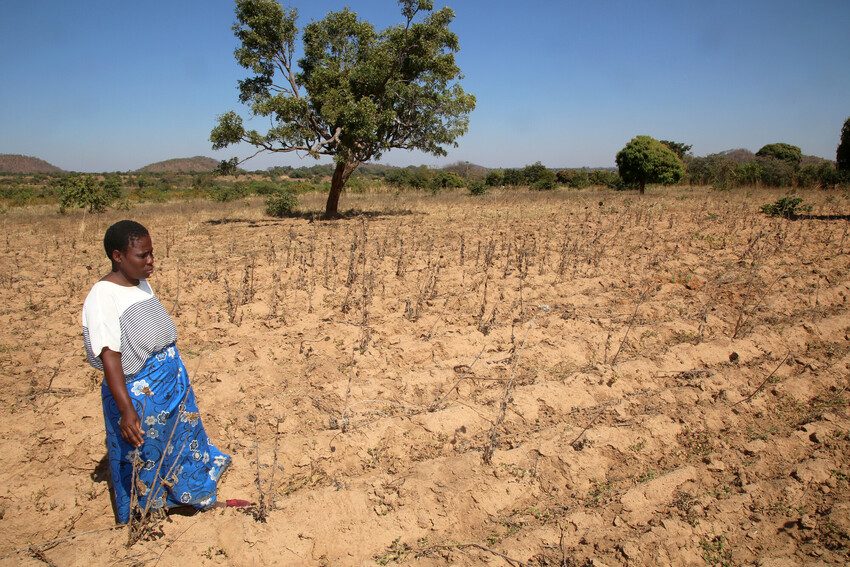 A women surveys her destroyed crop field. 