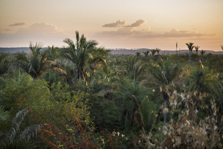 A sun setting over tree tops.