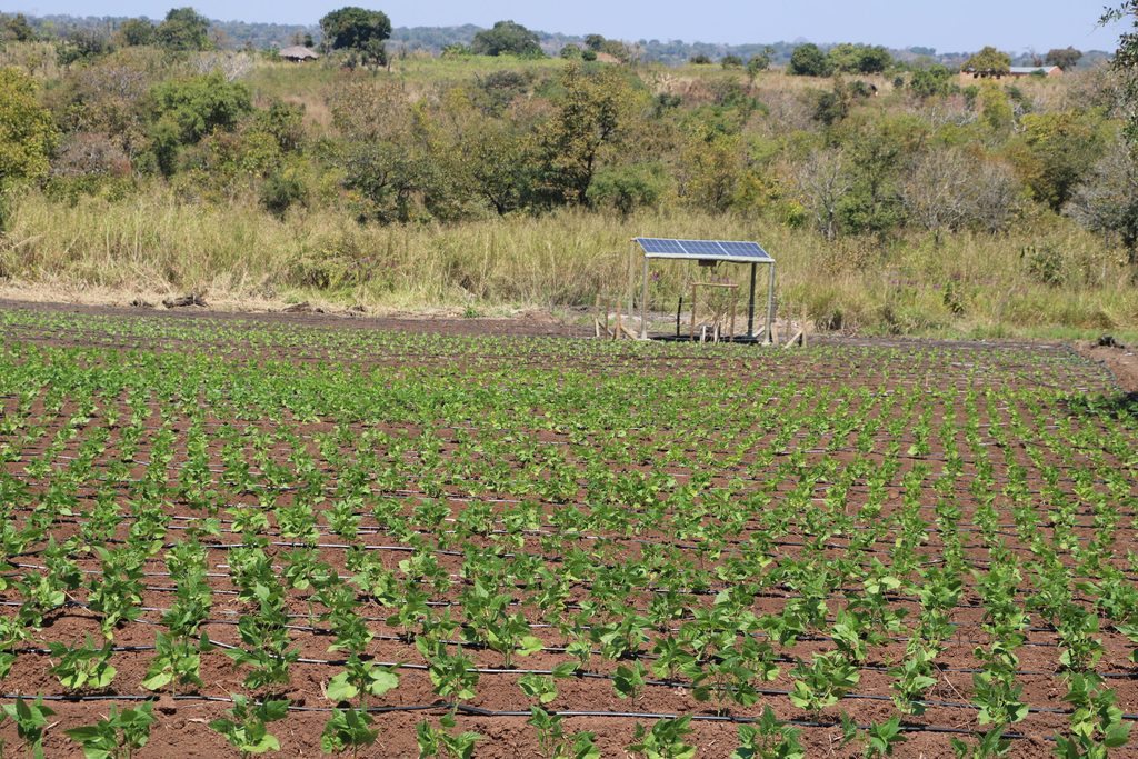 Uma das sete machambas das associações, equipada com sistema de regadio e painel solar