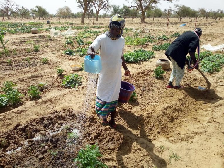 Reinforcement of off-season vegetable production techniques