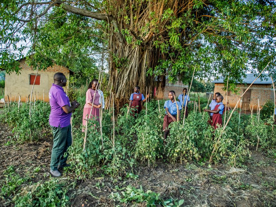 The Girls Education clubs in their school garden of tomatoes. 