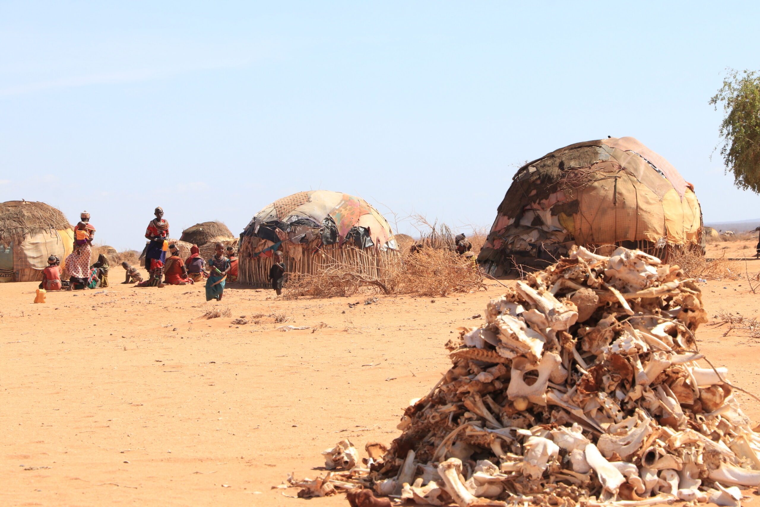 A pile of bones from dead livestock in rural Kenyan village