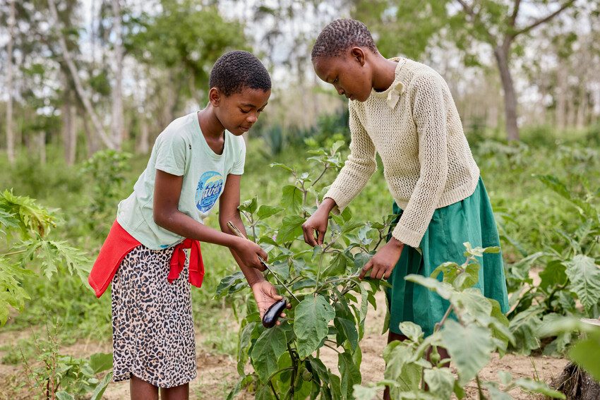 Elizabeth (left) and her friend pick aubergines from an aubergine plant. 