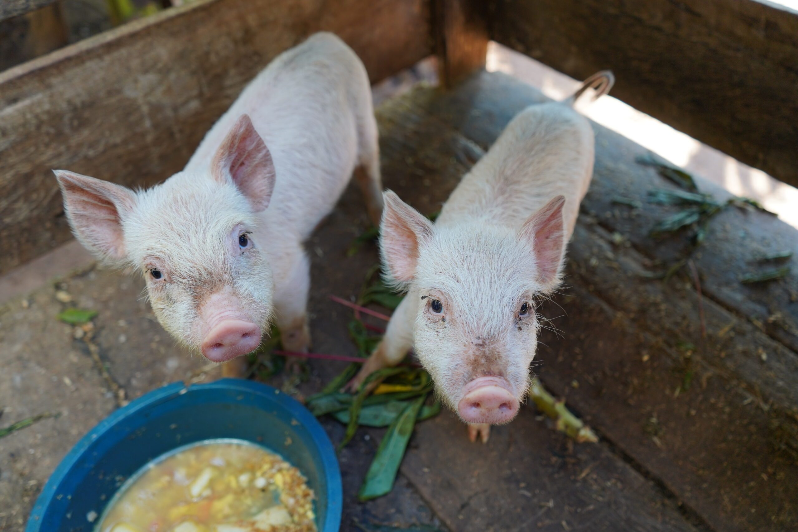 Two pigs with a bucket of food. 