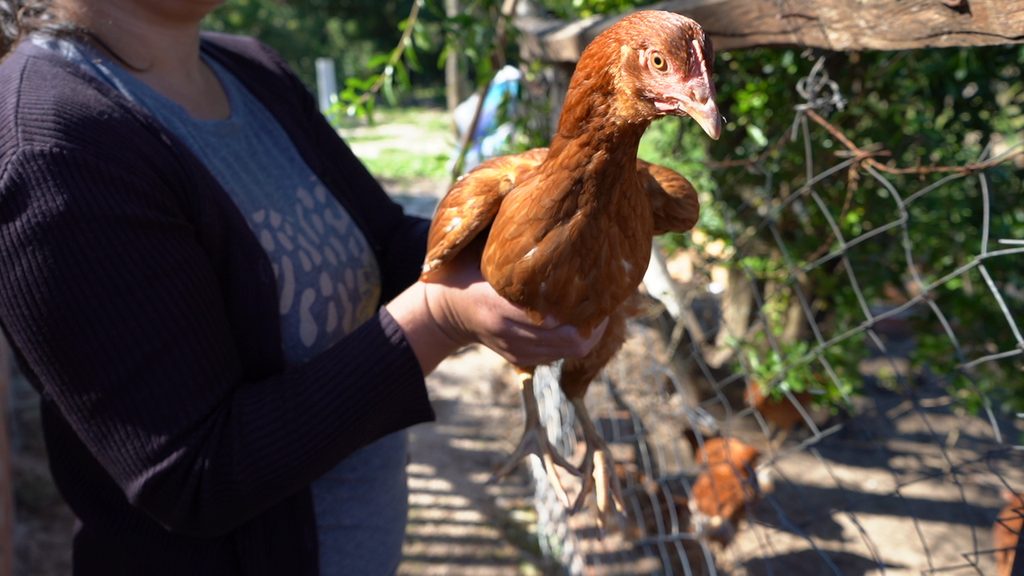 Egg-laying chicken on her farm.