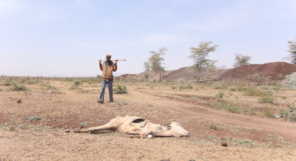 A farmer stands near one of his dead cattle. 