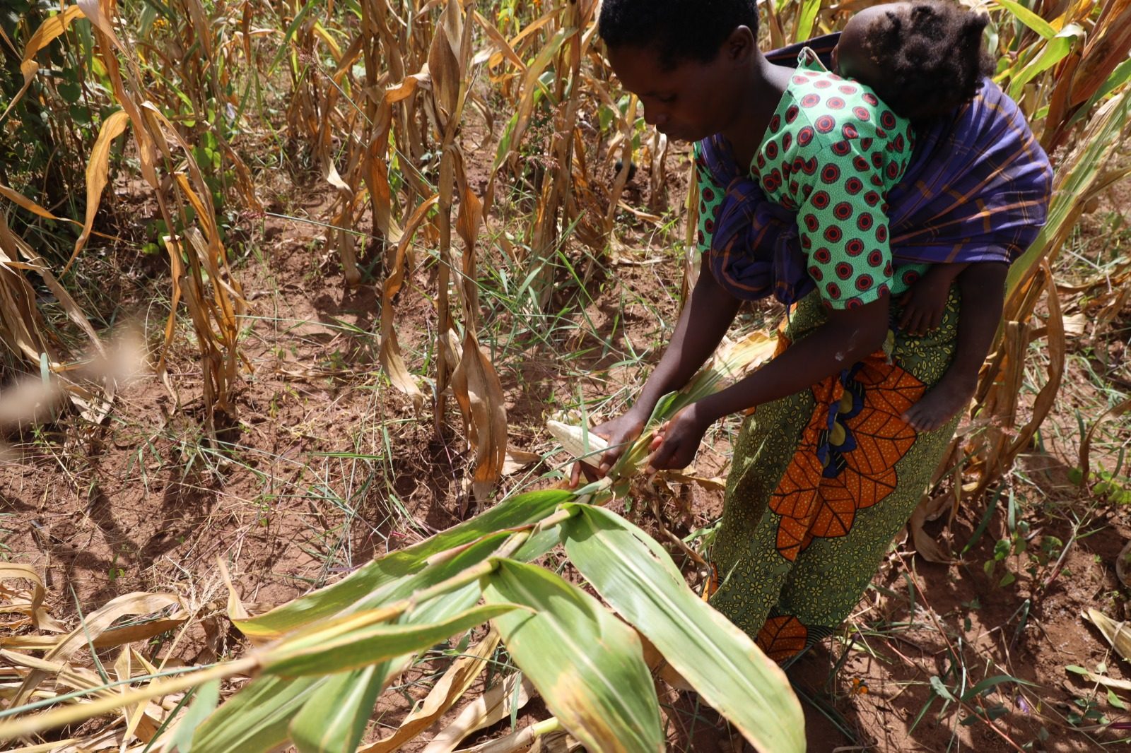 A woman is working in a maize field. 