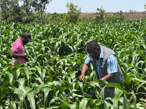Plan Malawi Area Managers inspecting one of the fields in Dzaleka Refugee Camp