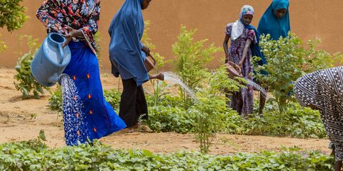 School gardens in Niger help keep children in education
