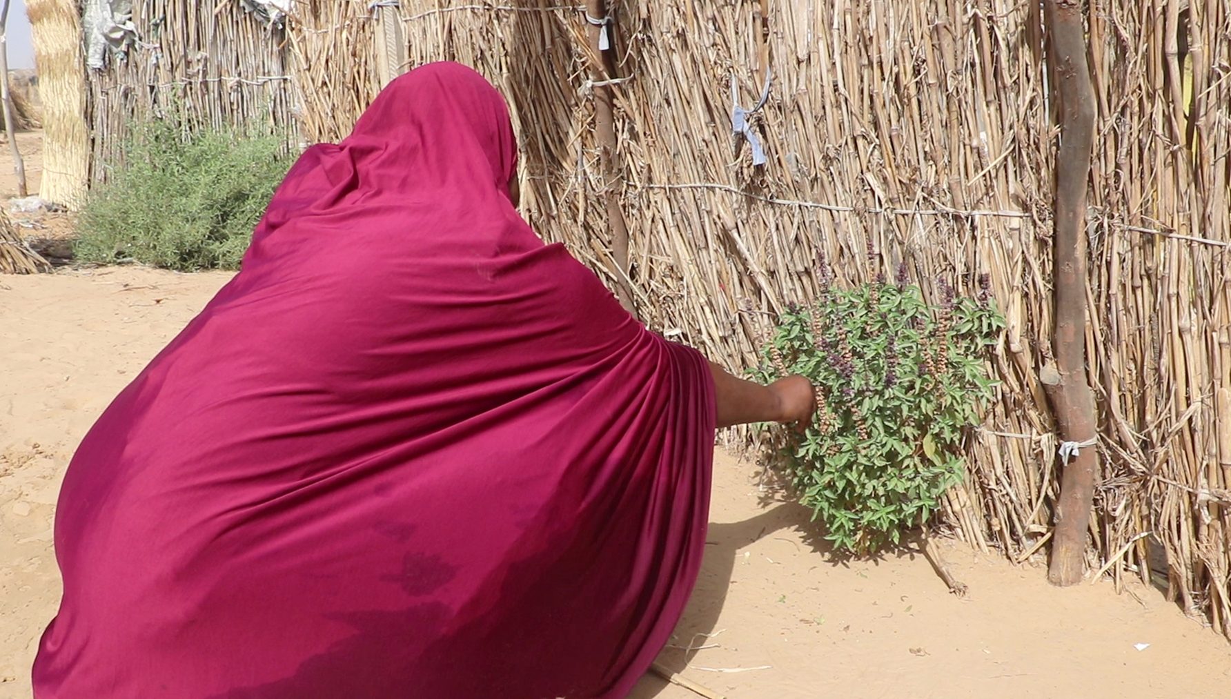 Yakoura, now 20, takes care of a plant in her yard in Niger's Diffa region.