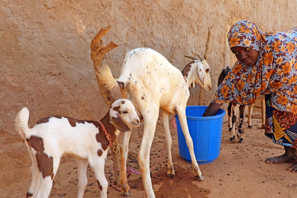Aichatou feeding her goats.