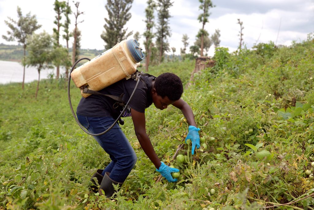 Alice working diligently at her tomato farm.