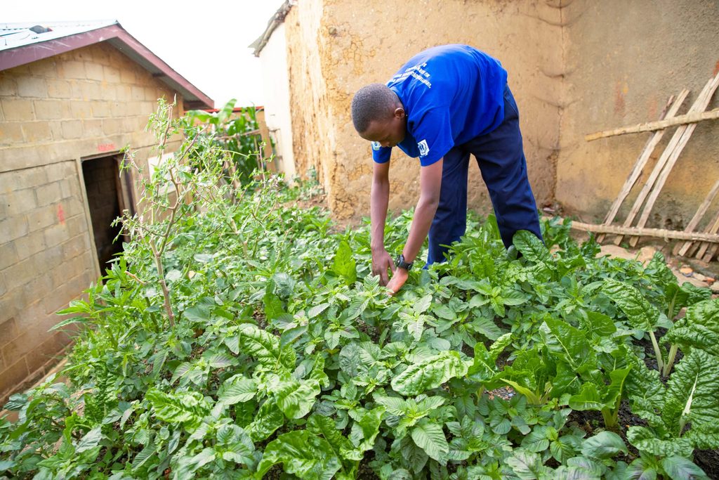 Fred is tending healthy green plants in the garden. 