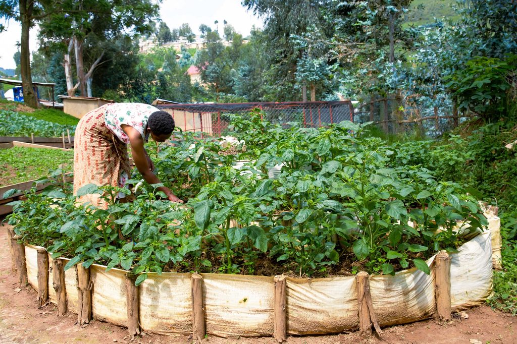 A young woman tends to one of the lush green kitchen gardens.