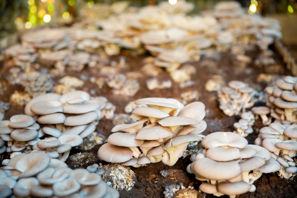 Some mushrooms that grow in the club gardens.