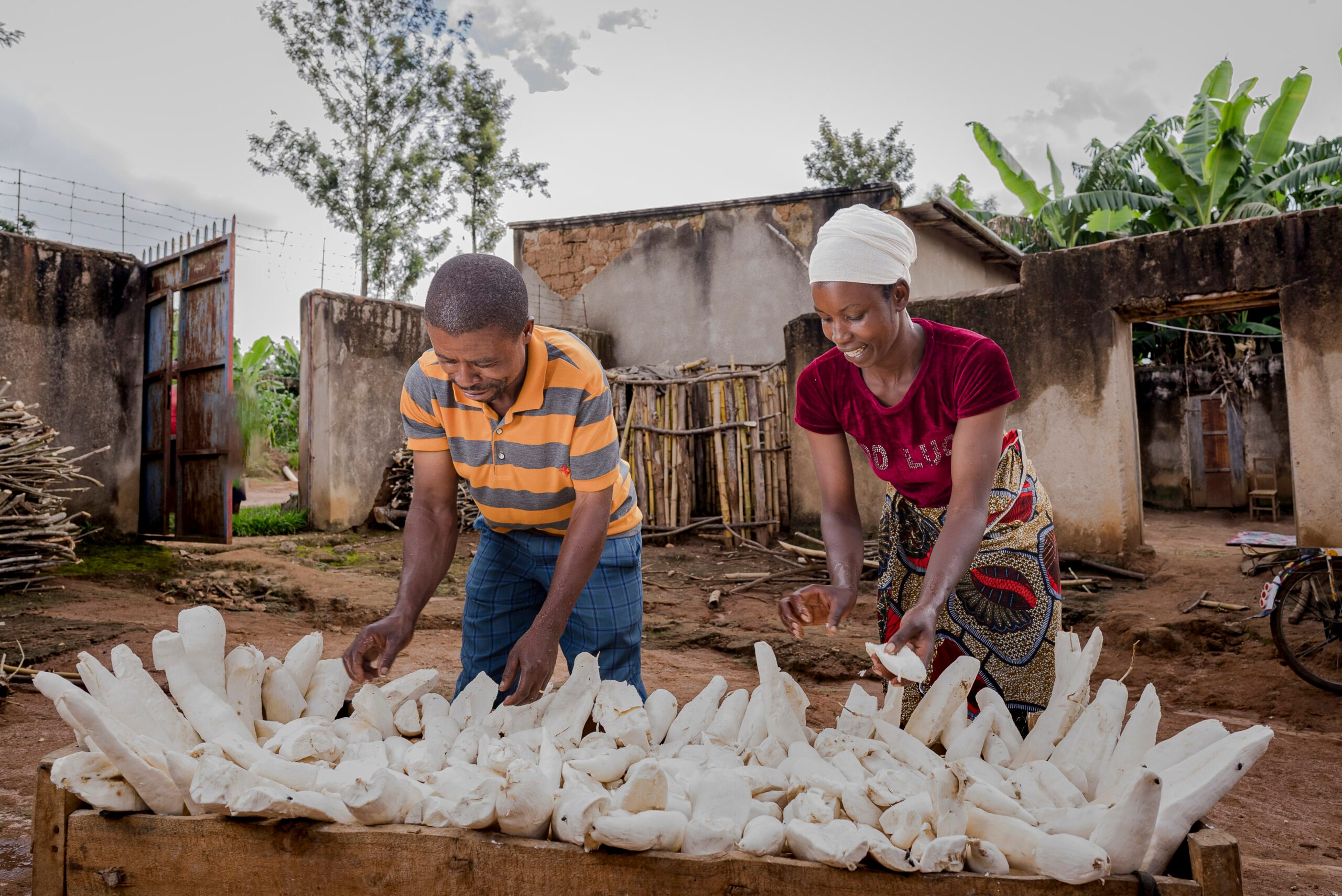 François and his wife, Josiane, preparing their cassava harvest together.