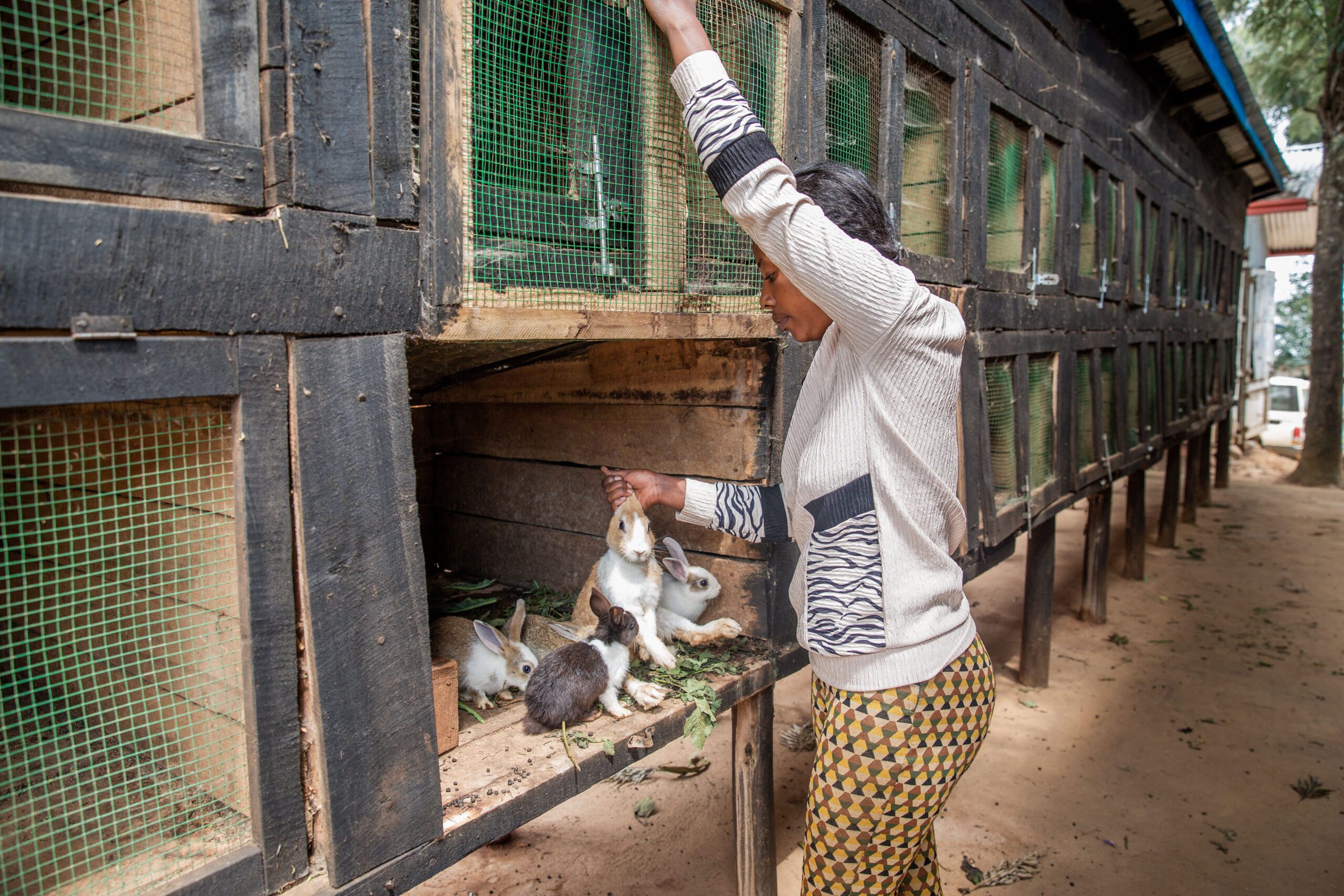 Rabbit rearing provides Diane with essential income.