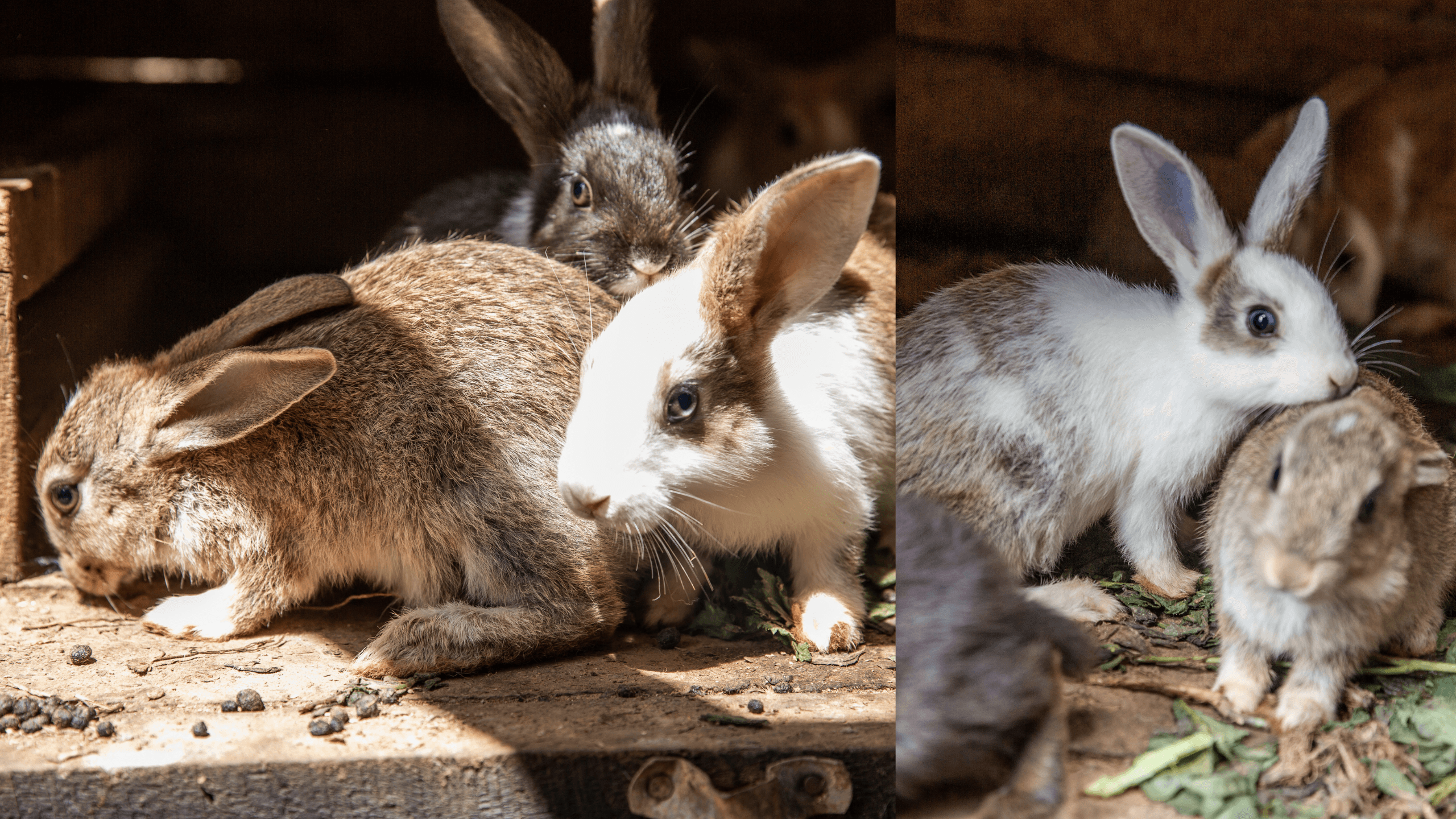 Rabbit farming supports the livelihoods of refugees, especially young refugees.
