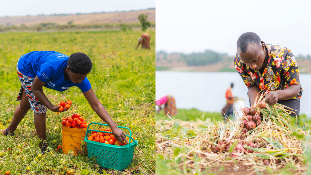 Florida and Emmanuel working with their fruit. They are now exemplary agri-preneurs, inspiring their local communities.
