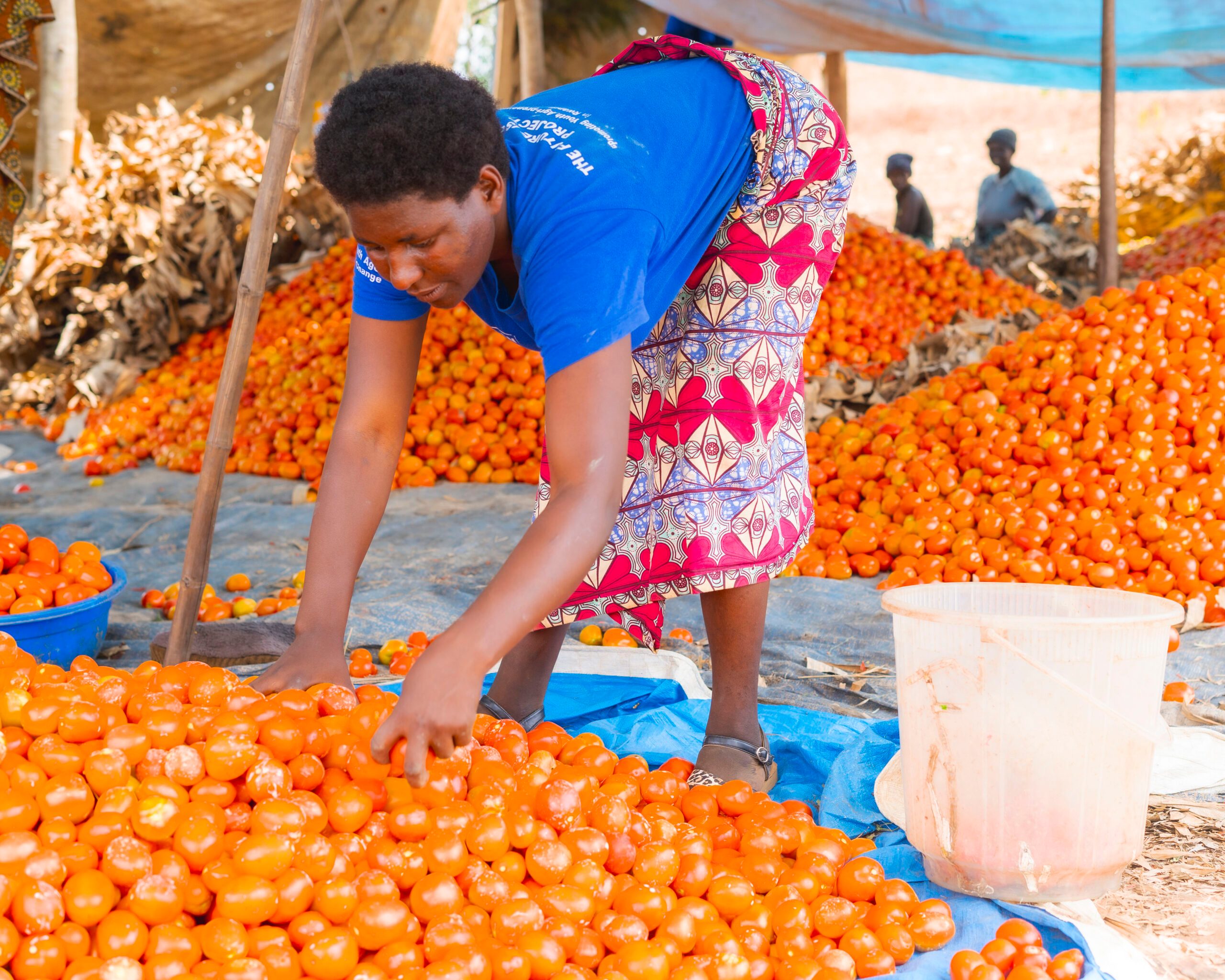 Florida working with fruit at the market.  