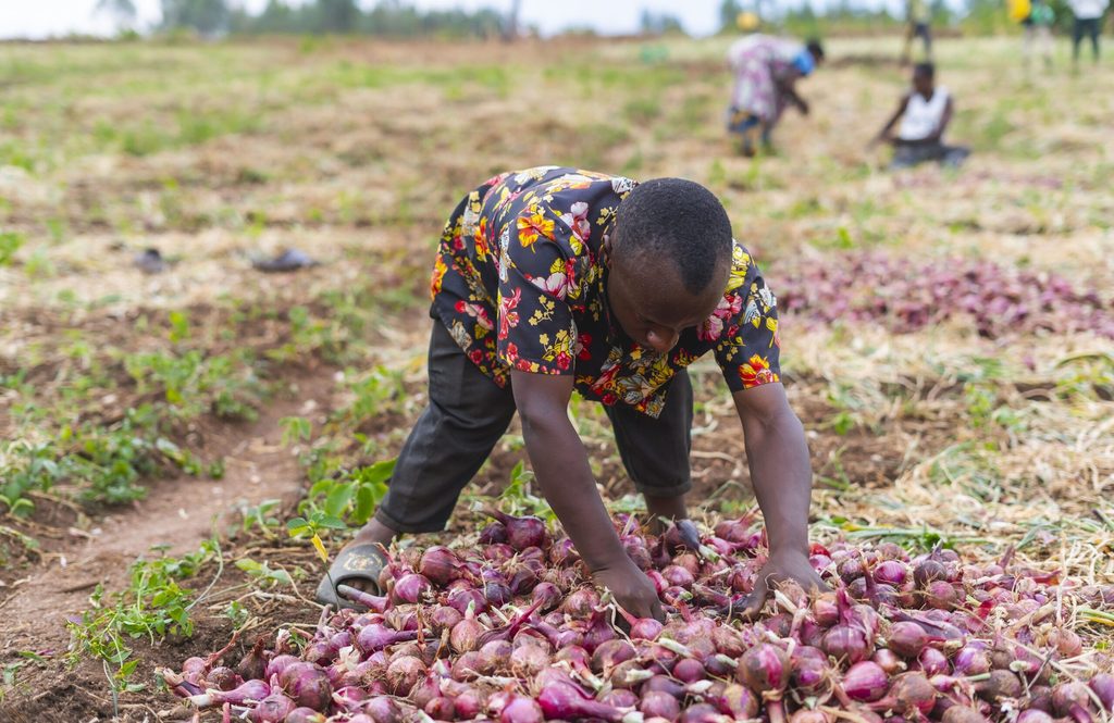 Emmanuel harvesting onions to supply to the local market.