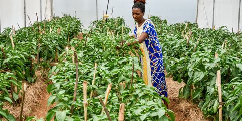 Advancing nutritional livelihoods for refugee and host communities