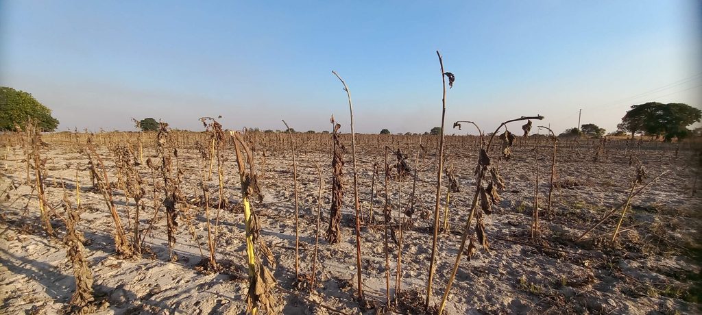 A field of dead crops.
