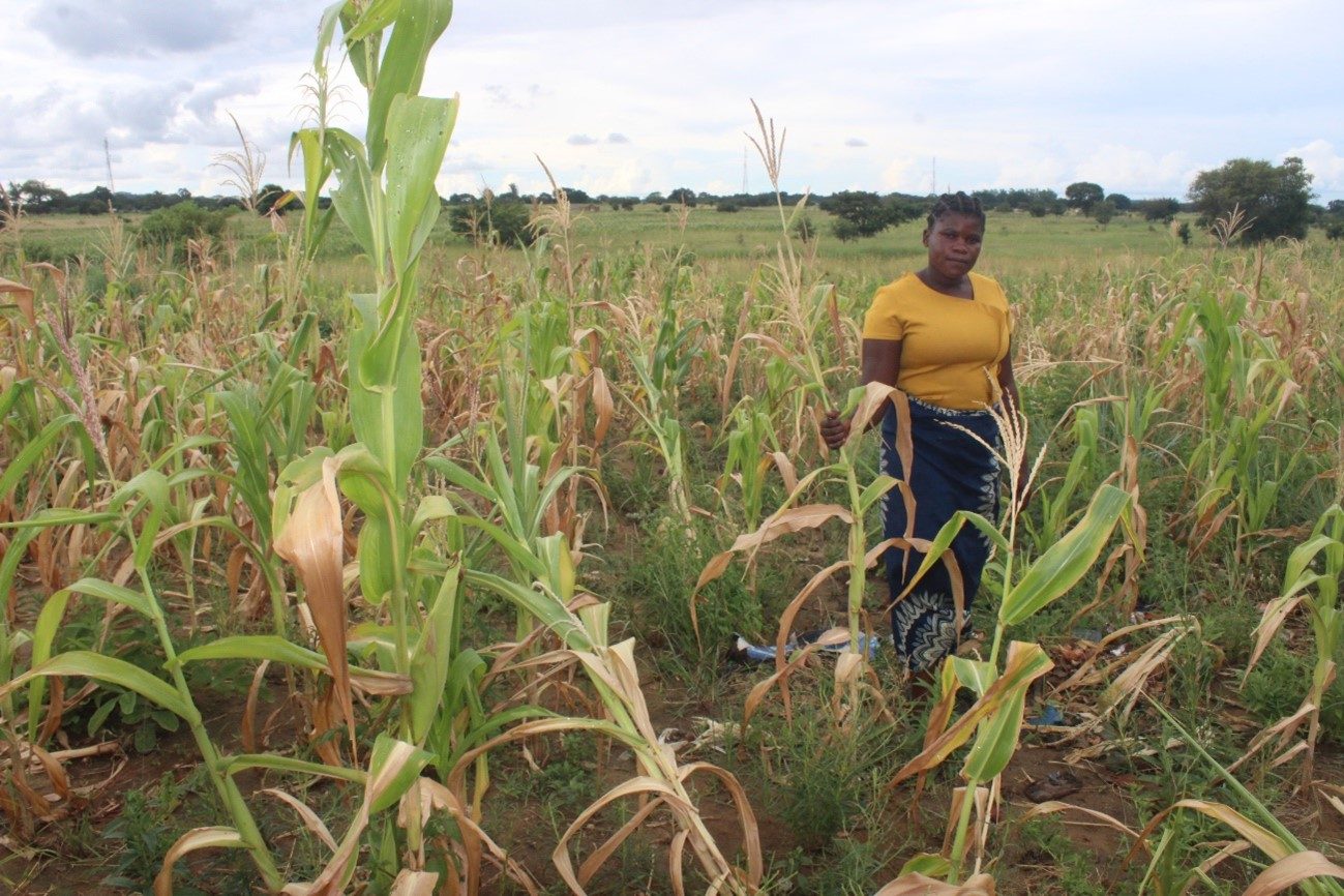 Julliet stands in the field surrounded by her failed maize crop.