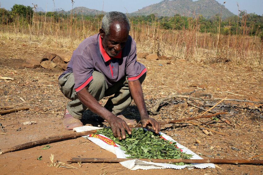 Farmer from Zambia tends to crops.