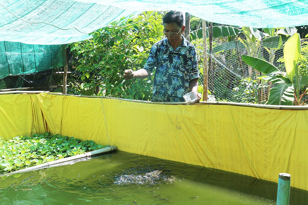 Phat feeding his catfish. 