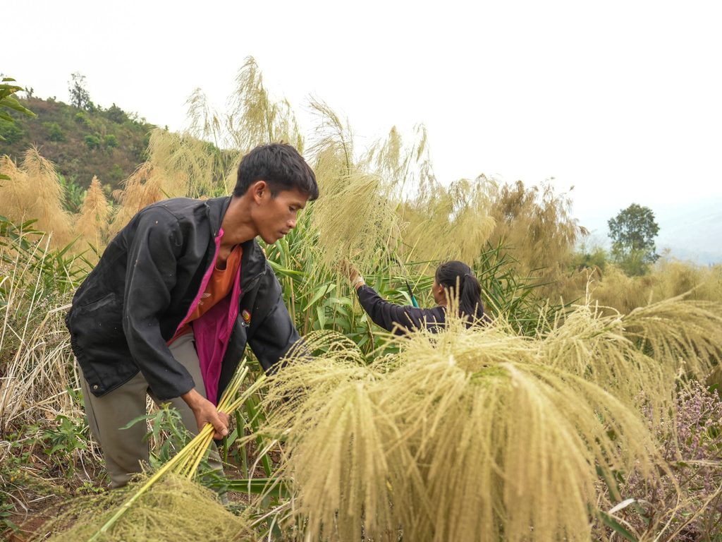 image of serth carrying flowers of broom grass Serth harvesting room grass flowers.