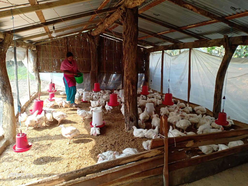Uma working in her poultry farm