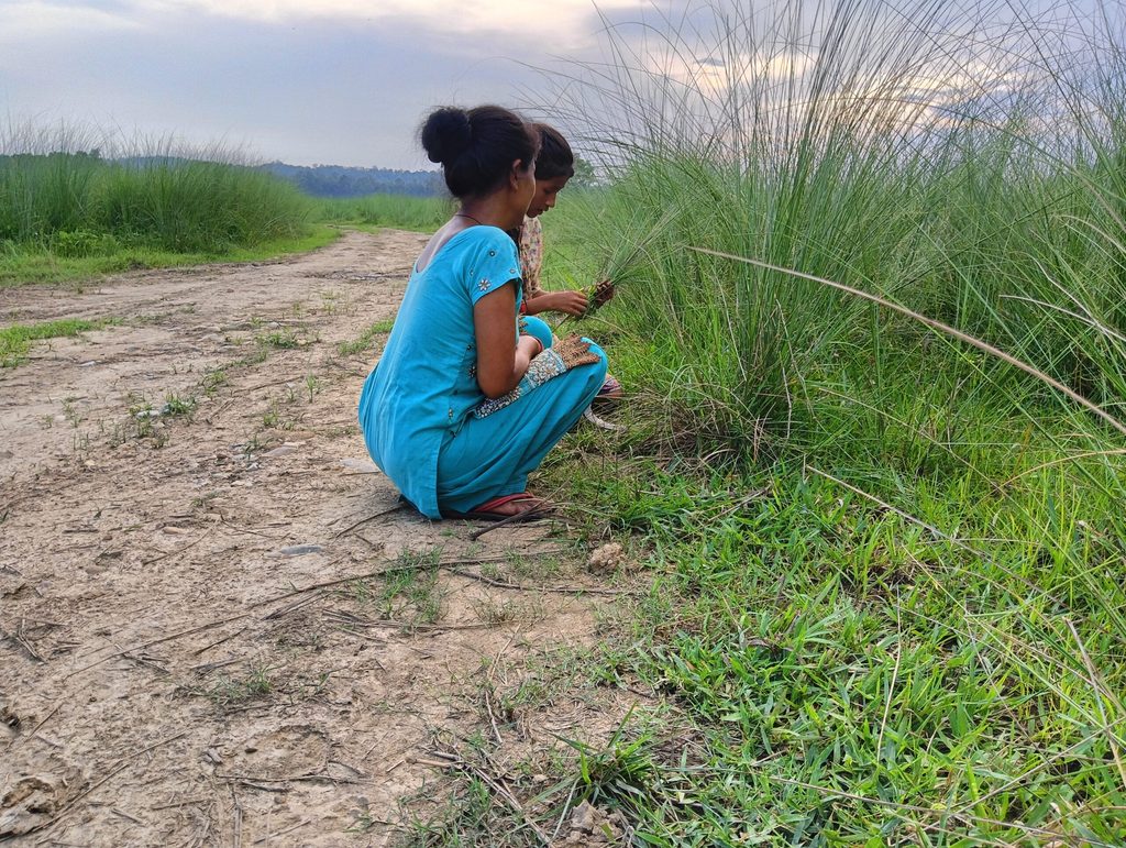 Mala and her daughter collecting grass for goats.