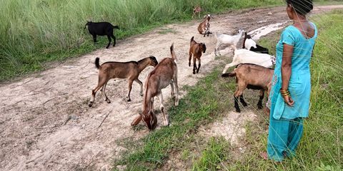 Human trafficking survivor runs successful goat farming business