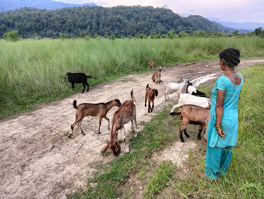 Mala takes the goats in her farm for grass grazing.