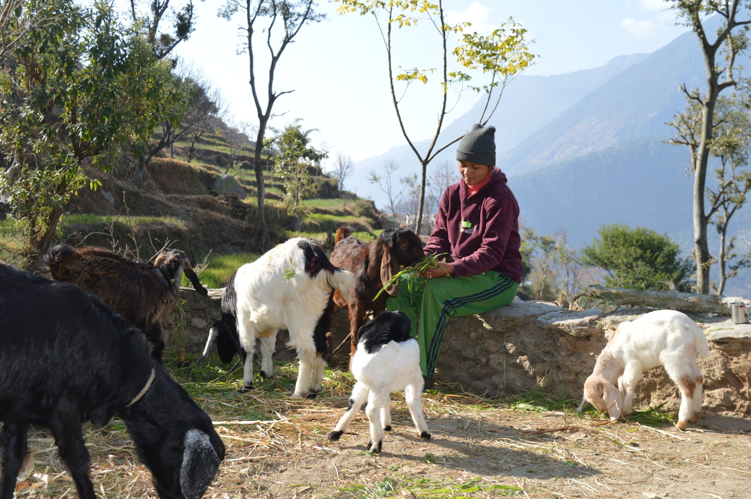 Shristi feeding her goats.