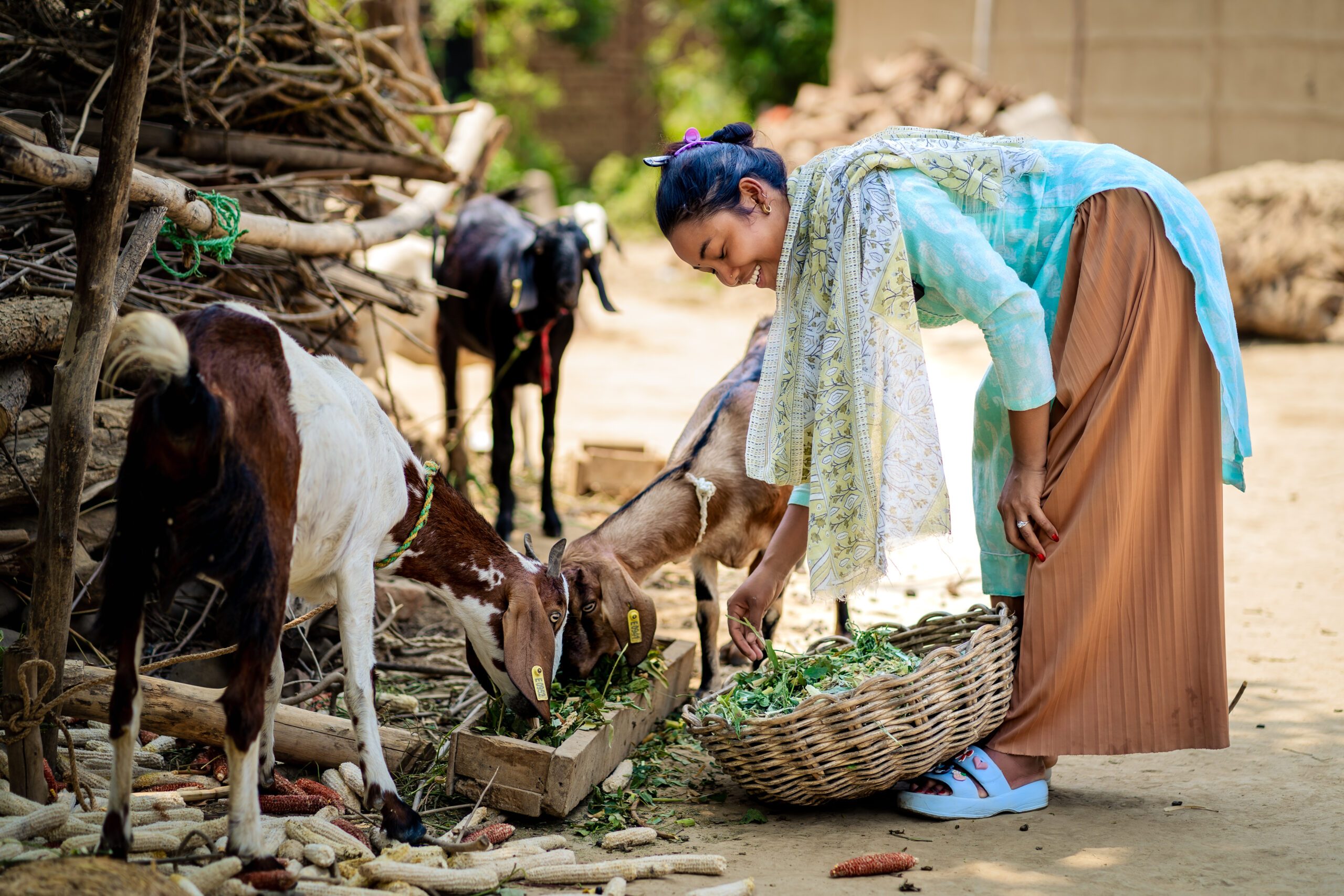 Ajani, a young girl feeding grass to her goats.