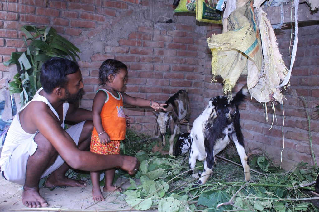 Tarani, a father make his child play with goats in their shed.