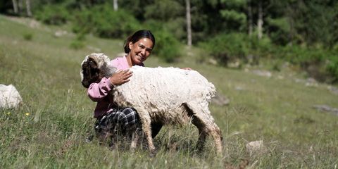 From two sheep to independence
