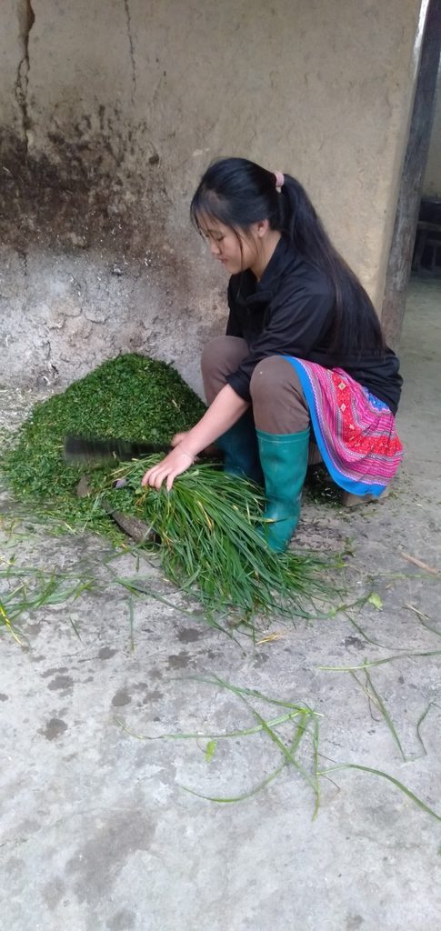 Herbal, Herbs, Plant