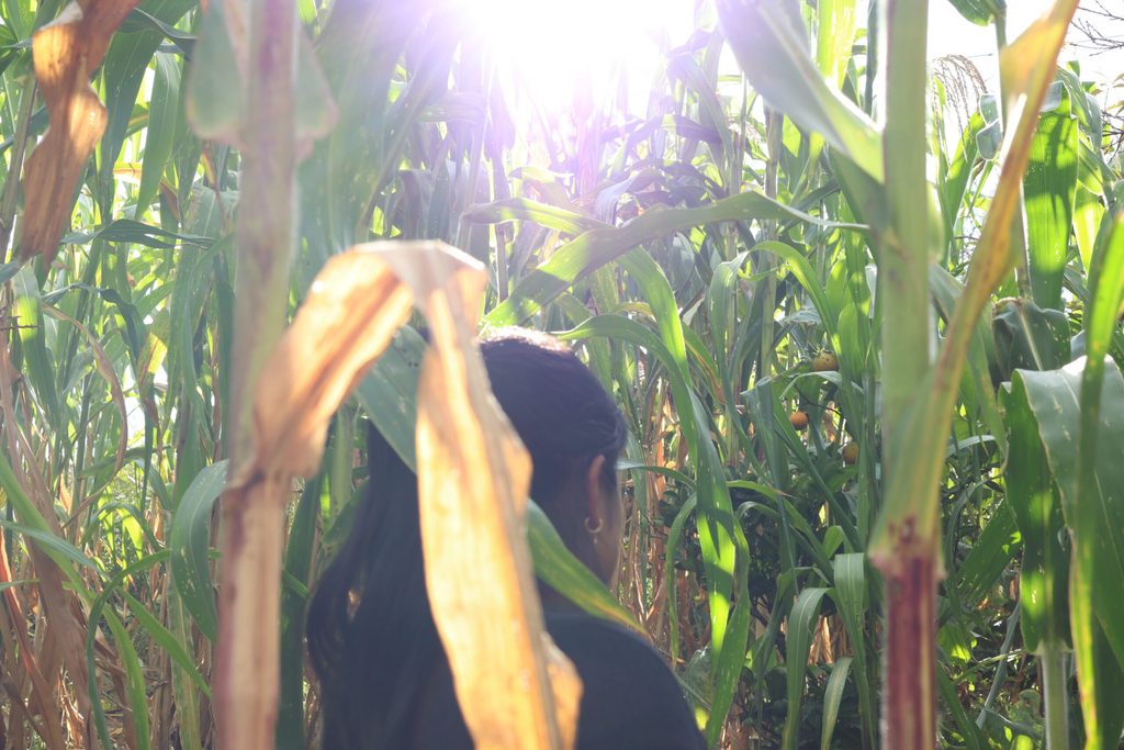 Miranda camina entre los cultivos de milpa en su comunidad de Quiché, representando su entorno y el contexto rural de la historia.
